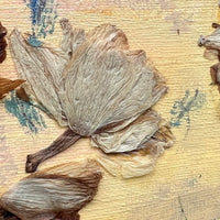 Dried Daffodils