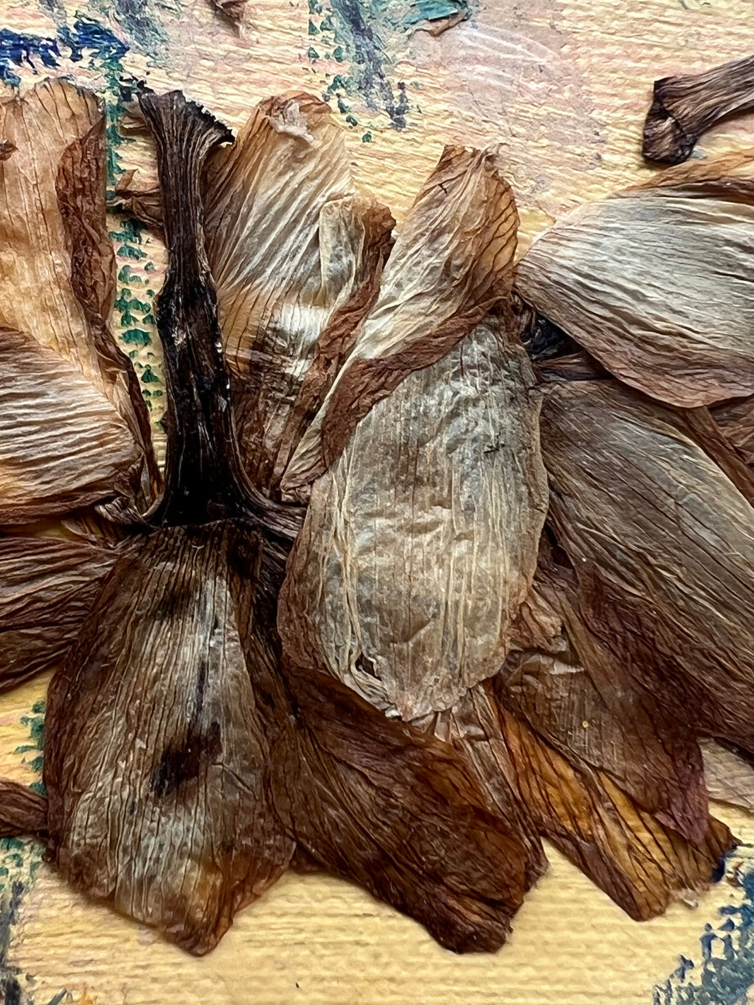 Dried Daffodils