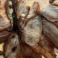 Dried Daffodils